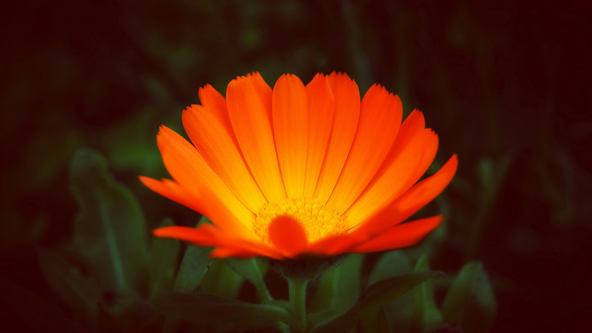 2020最火抖音簽名拽一點的 人間的夜熬一次少一次