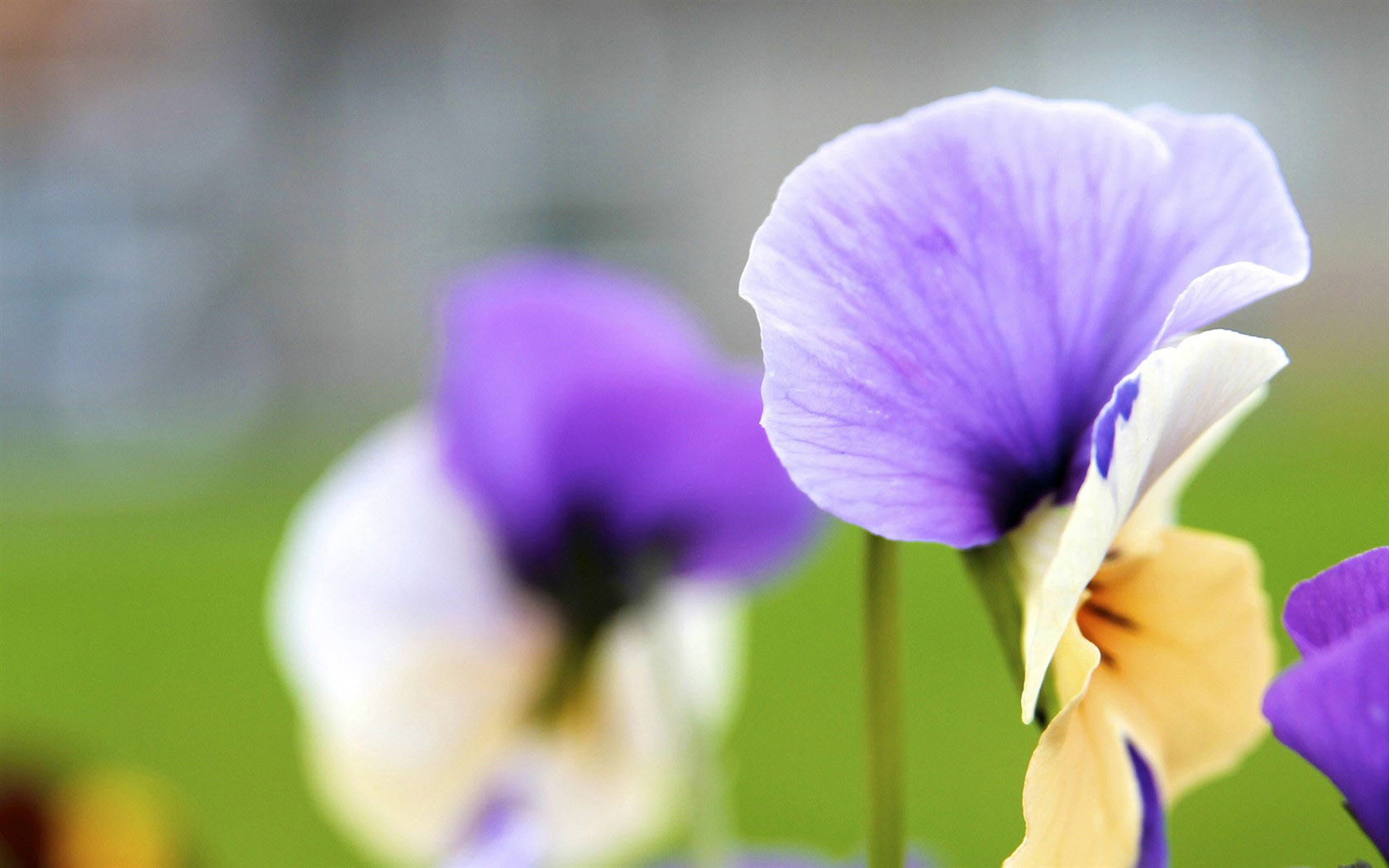 中秋節想家文案