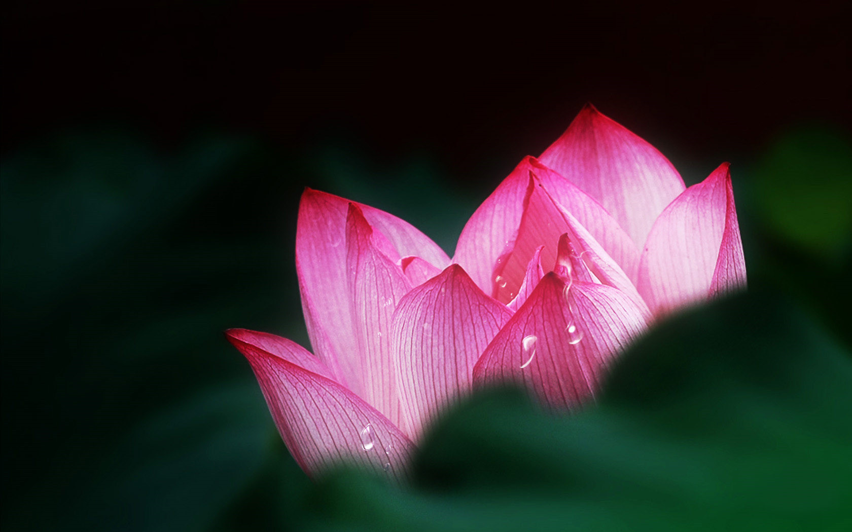 畢淑敏：君子于役