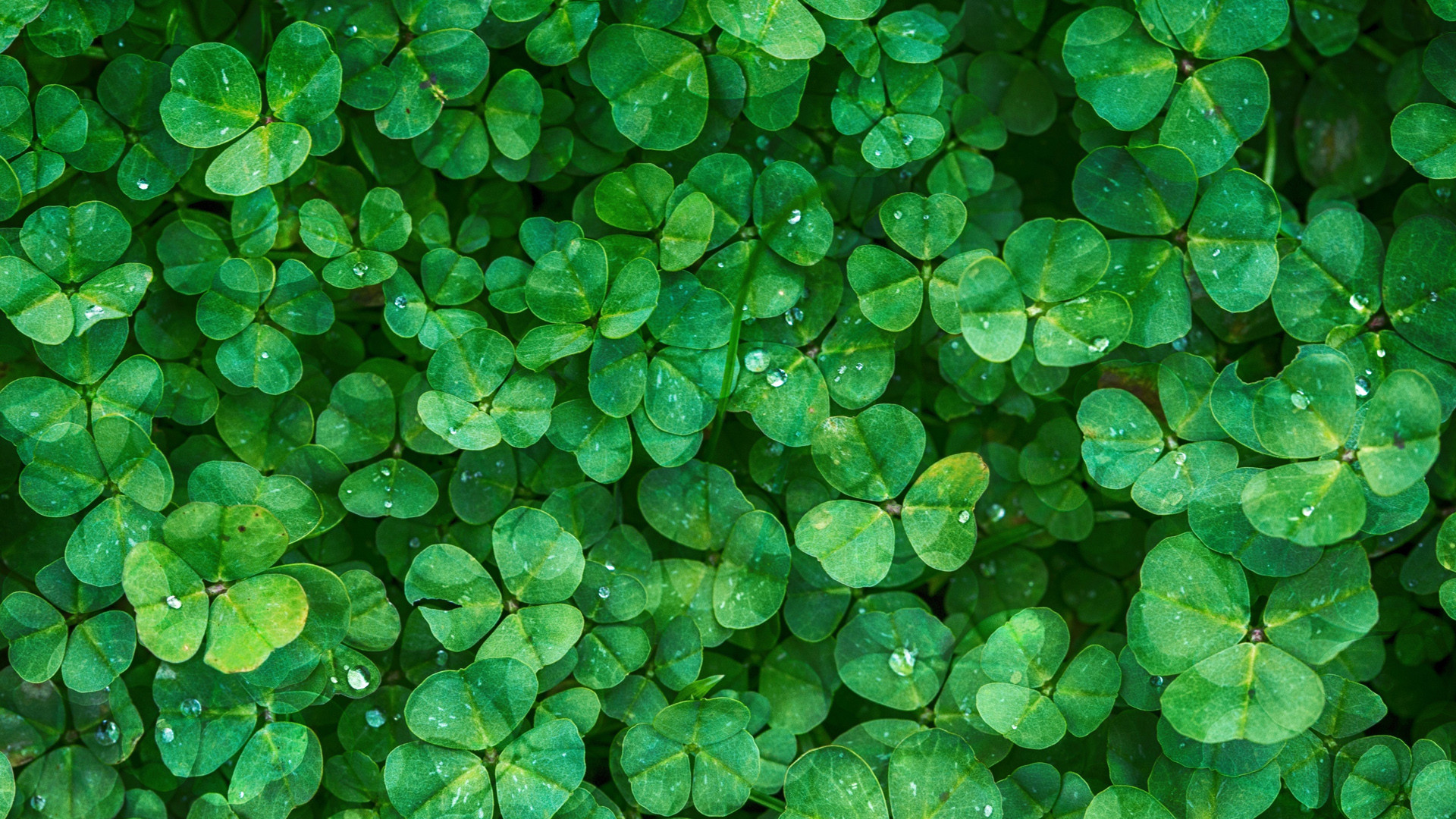 有我真心說給每個人聽