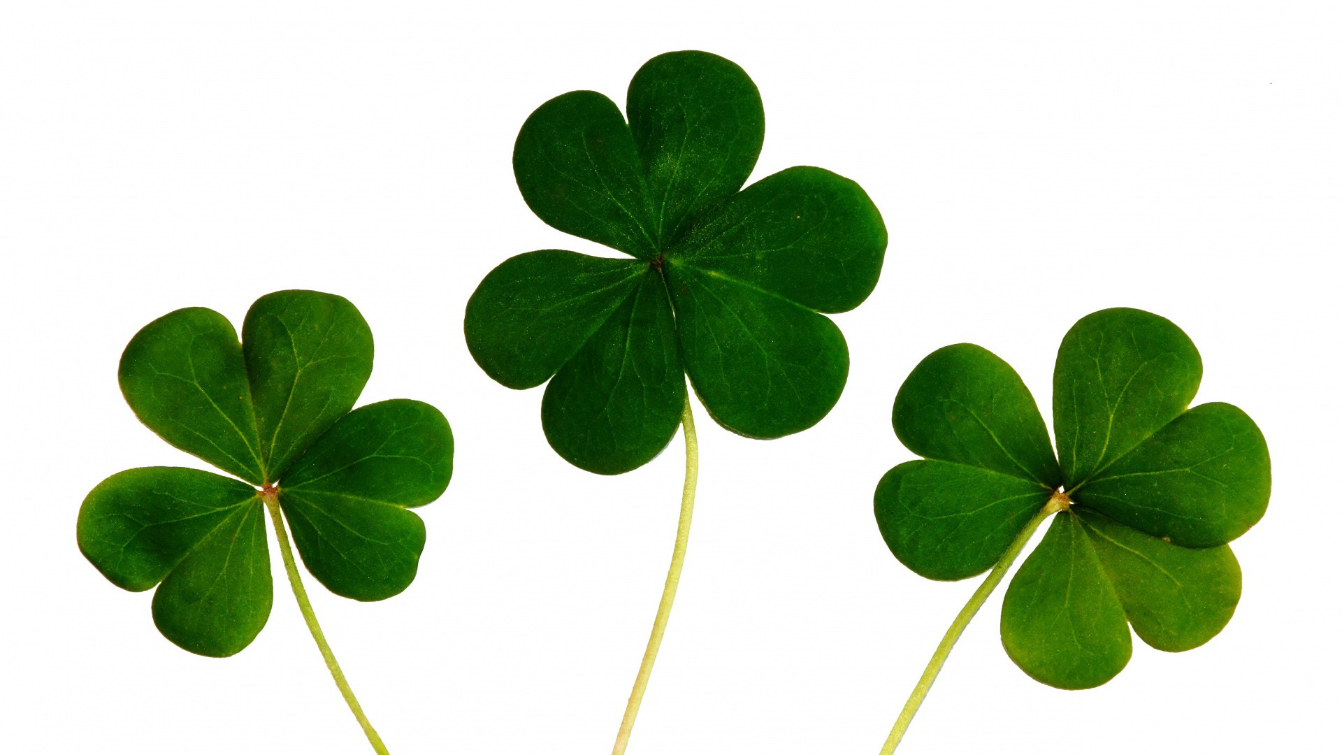 畢淑敏：盲人看