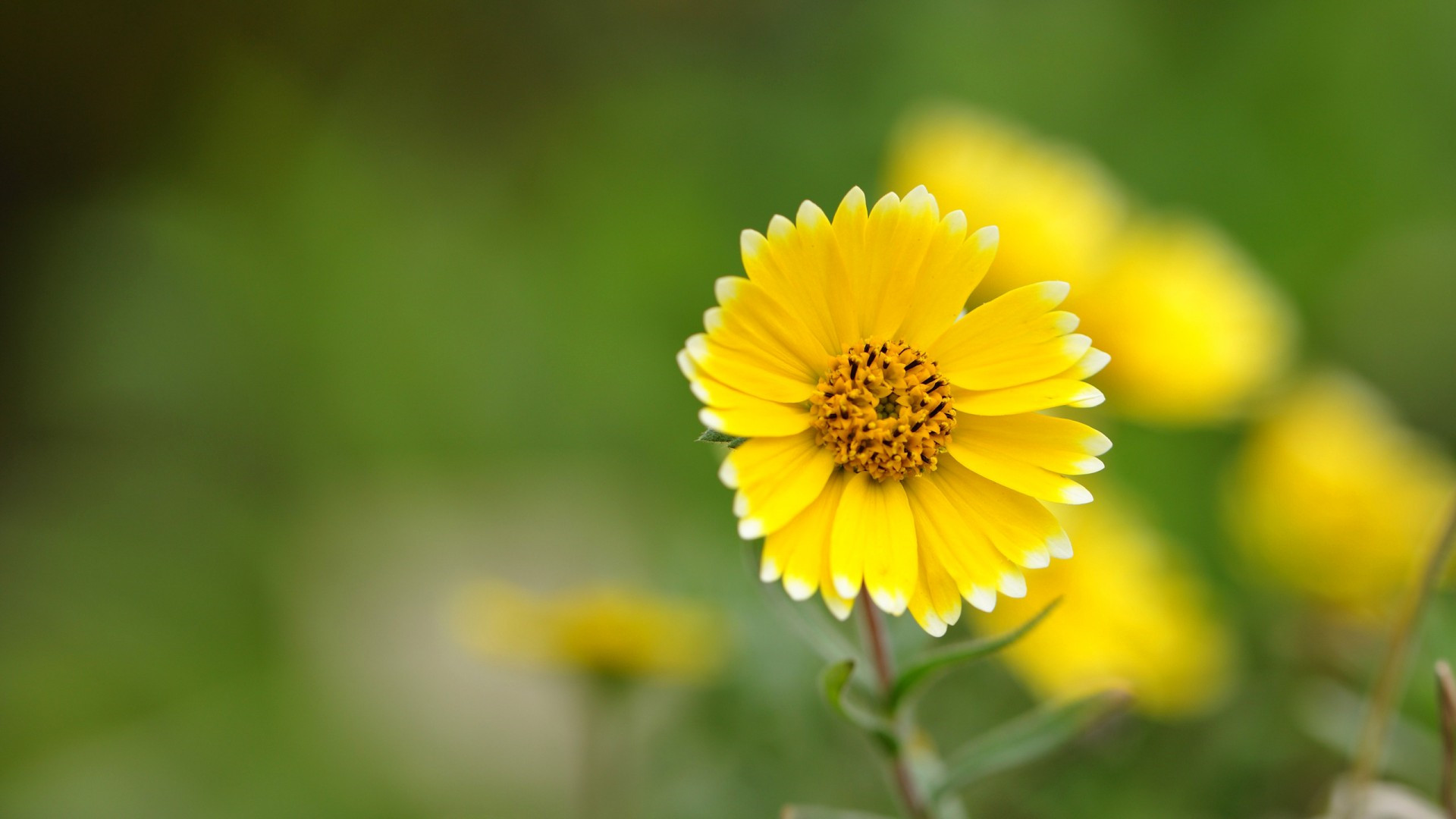 祝同學生日快樂的文案
