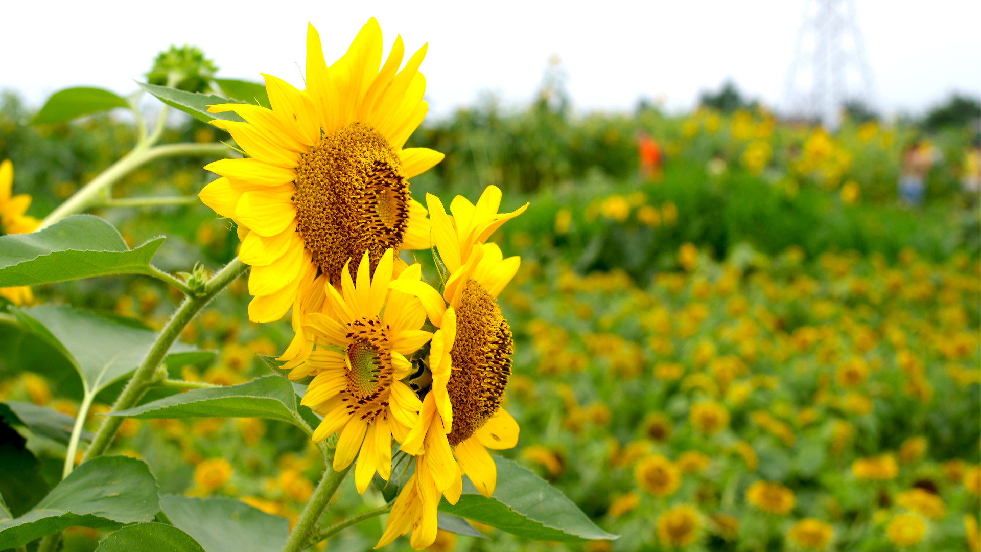 有關校園的文案