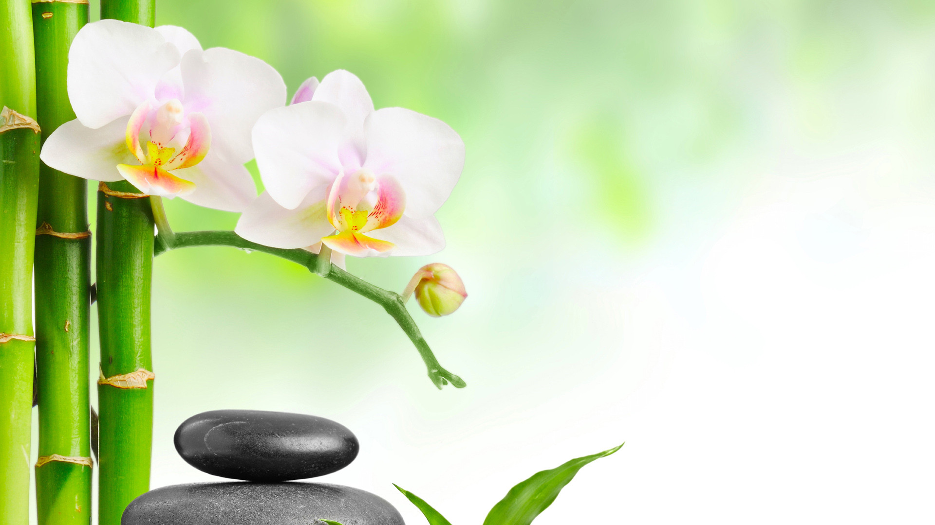 七絕 清明記事（外一首）