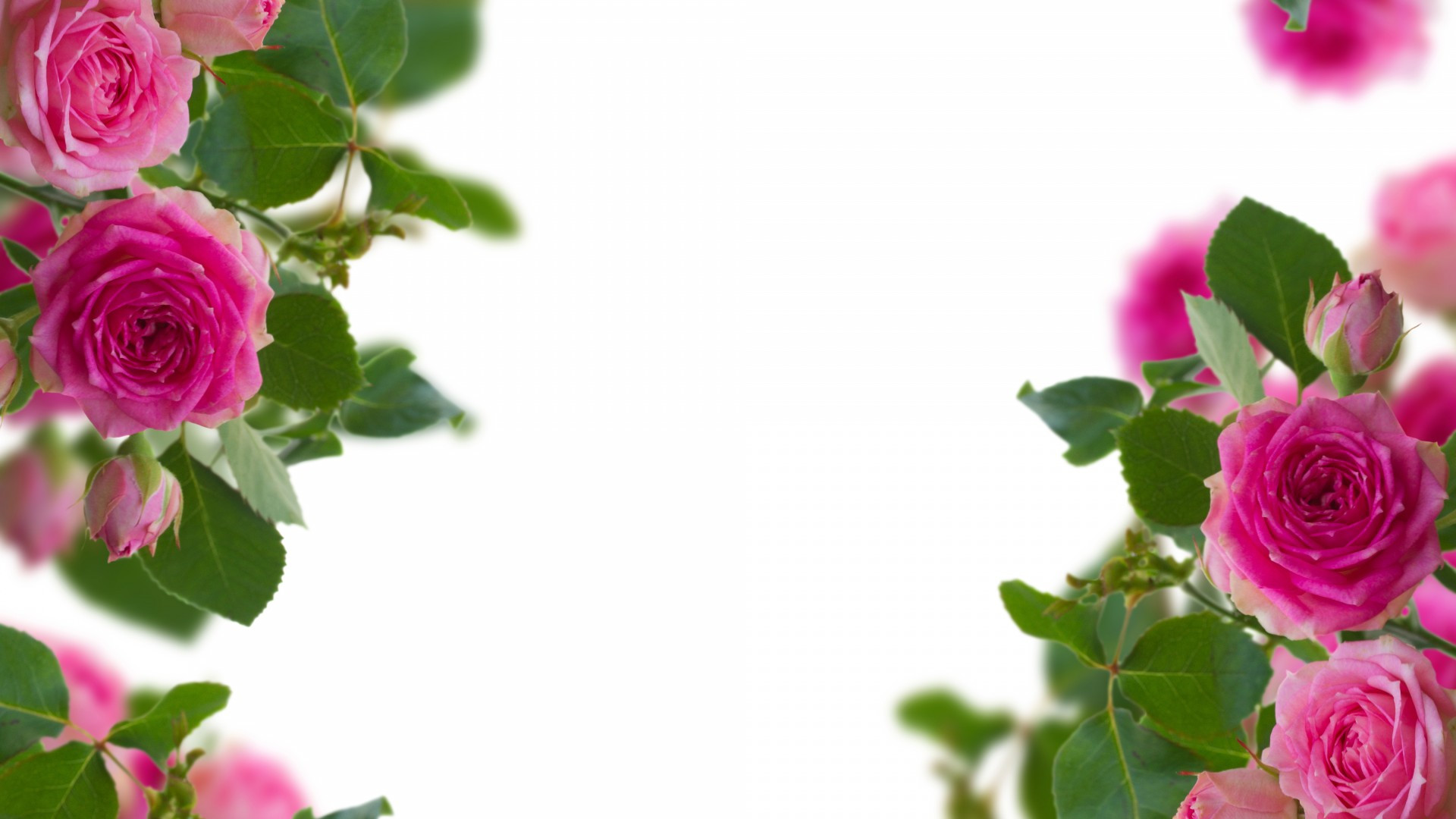 大浣熊與月野兔