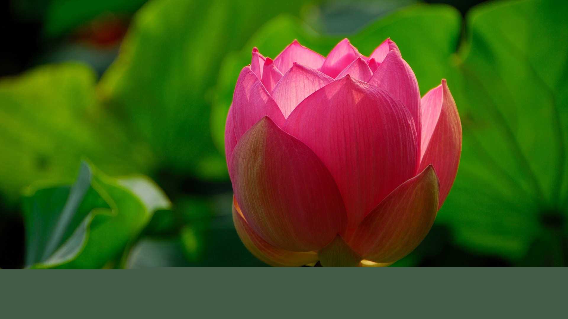 風景依舊，我仍未冷