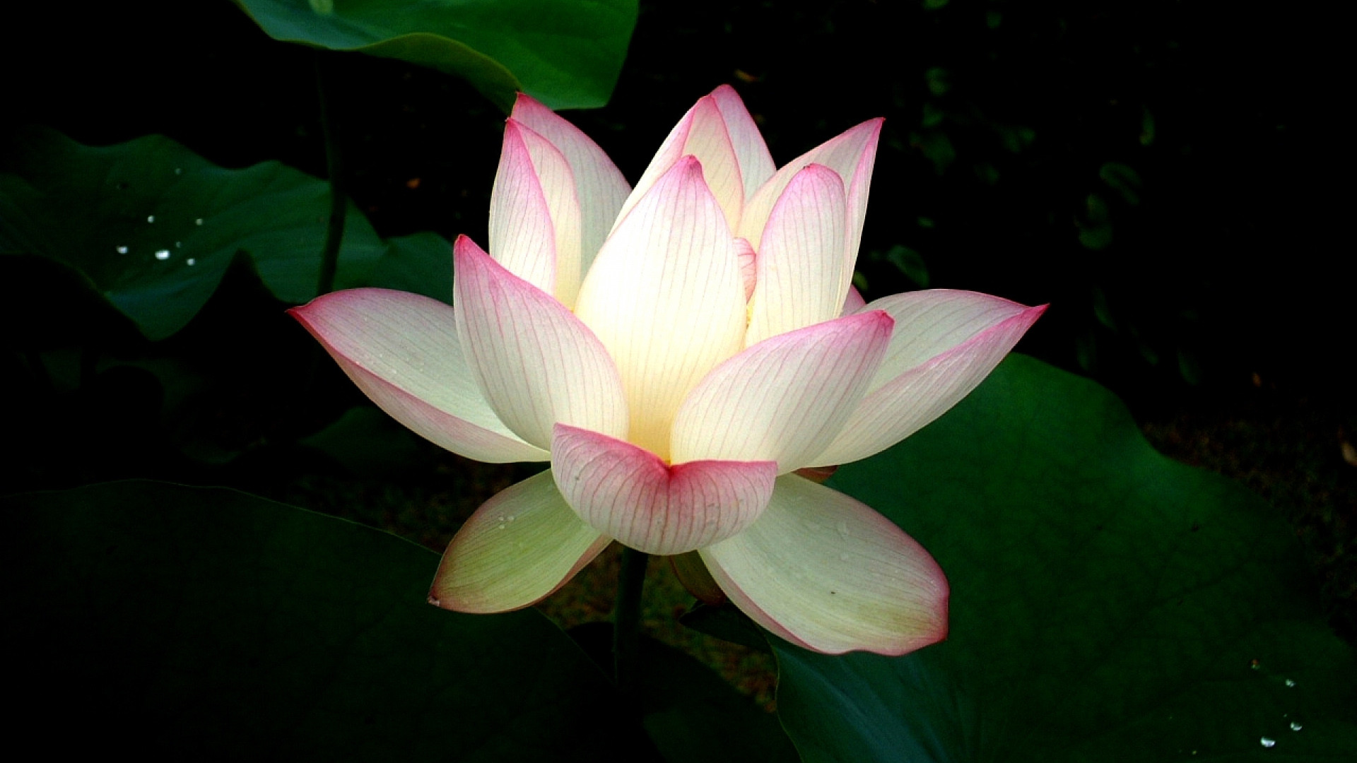 關于效率的名言