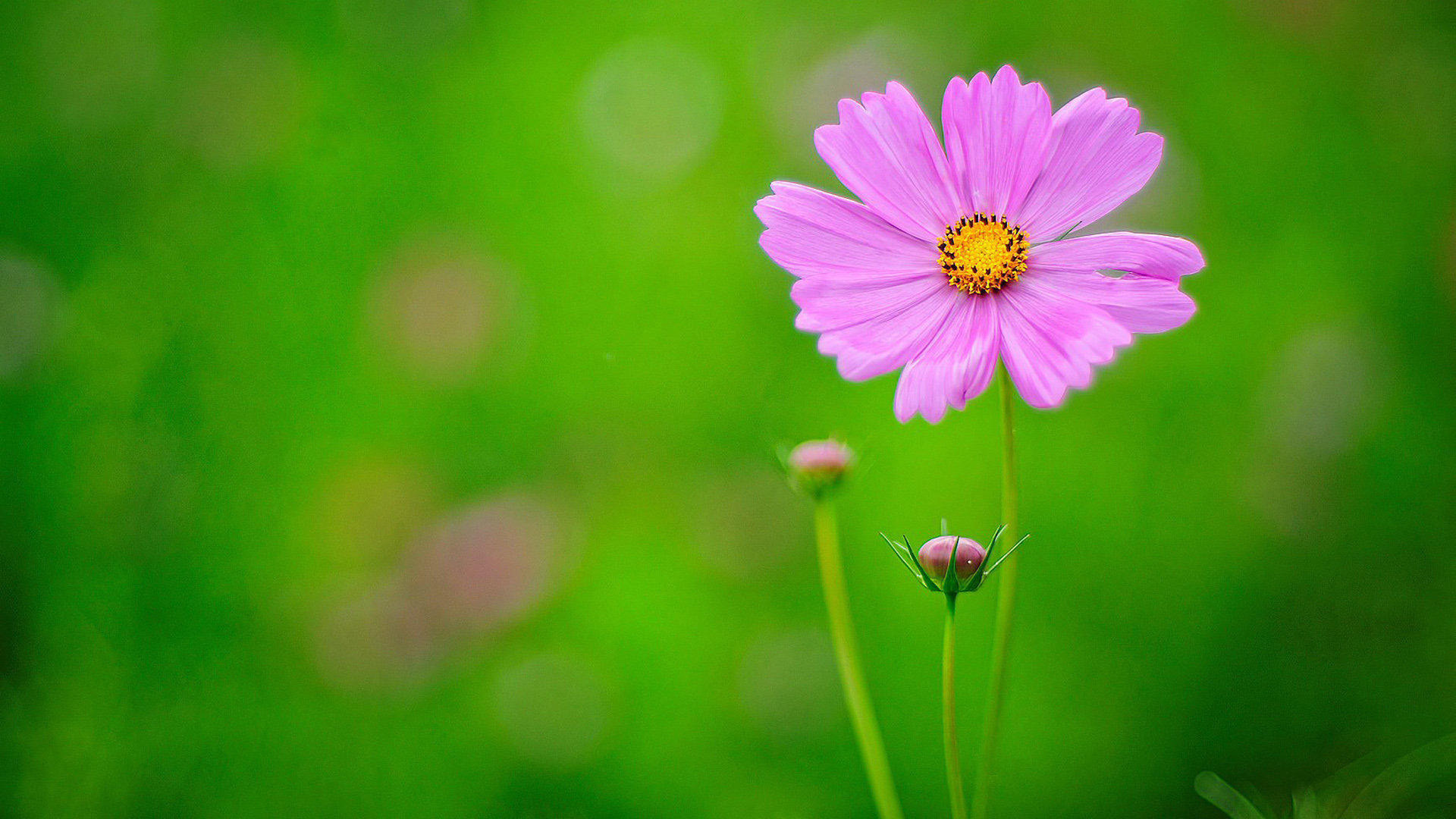 愛恨纏綿（七古）