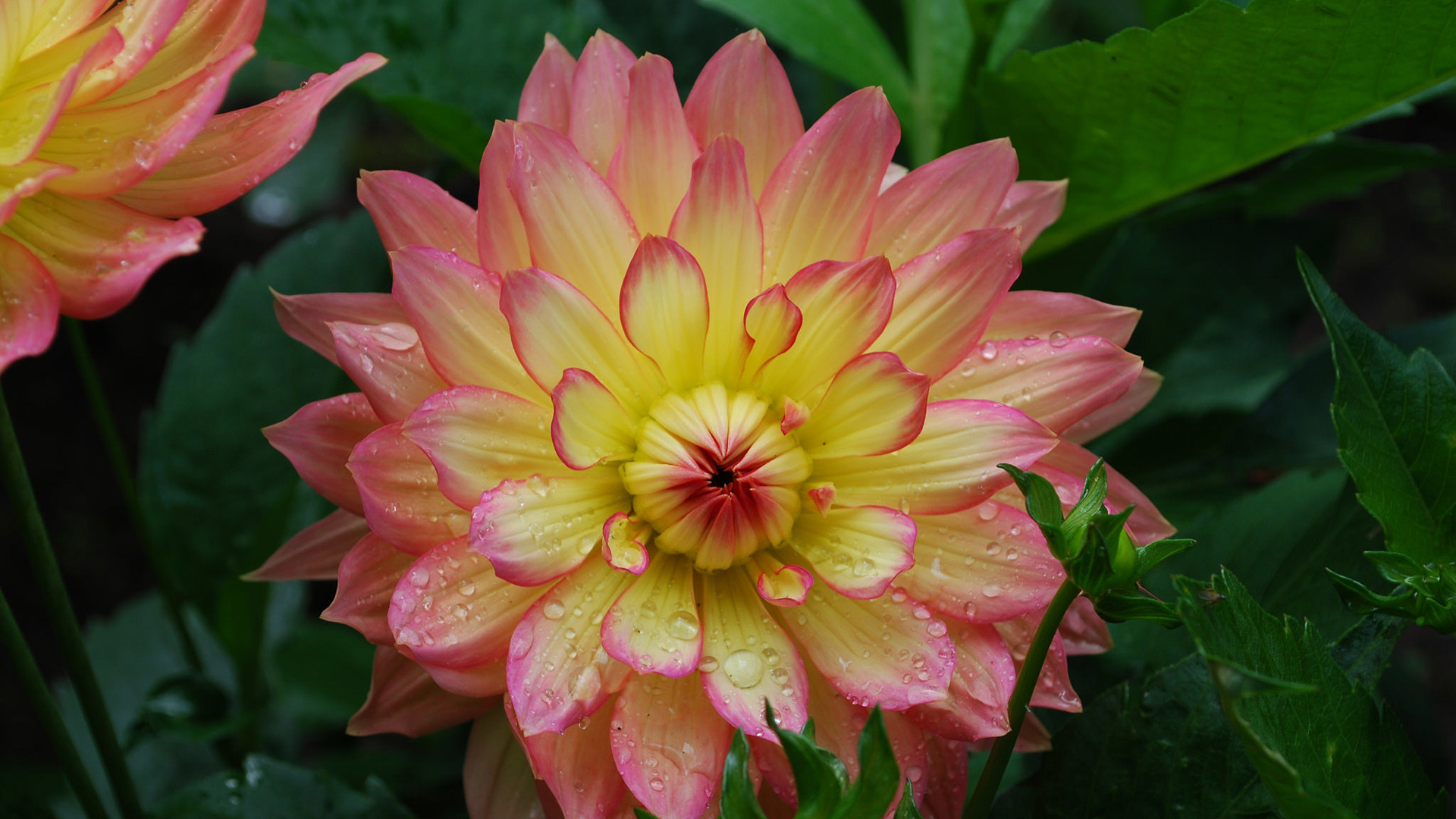 美人欲·夢(mèng)