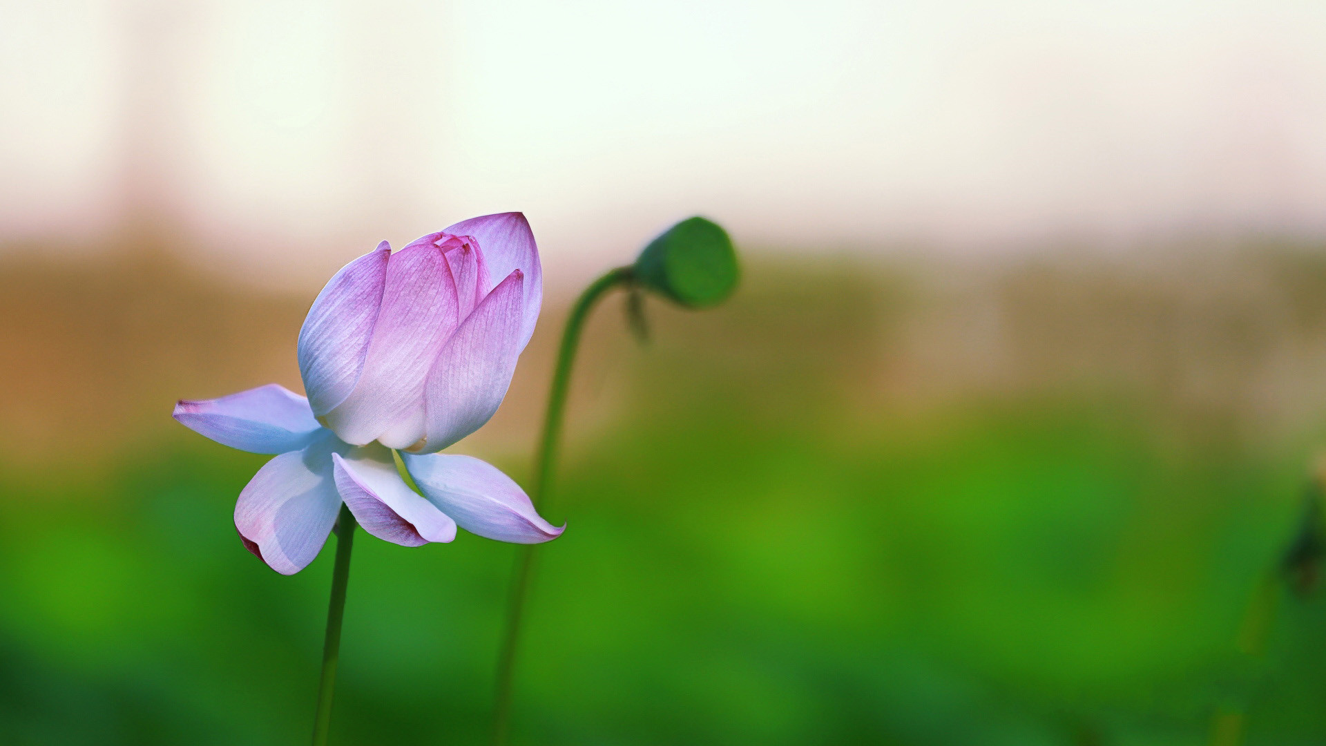 千鐘醉、誰(shuí)解其中味