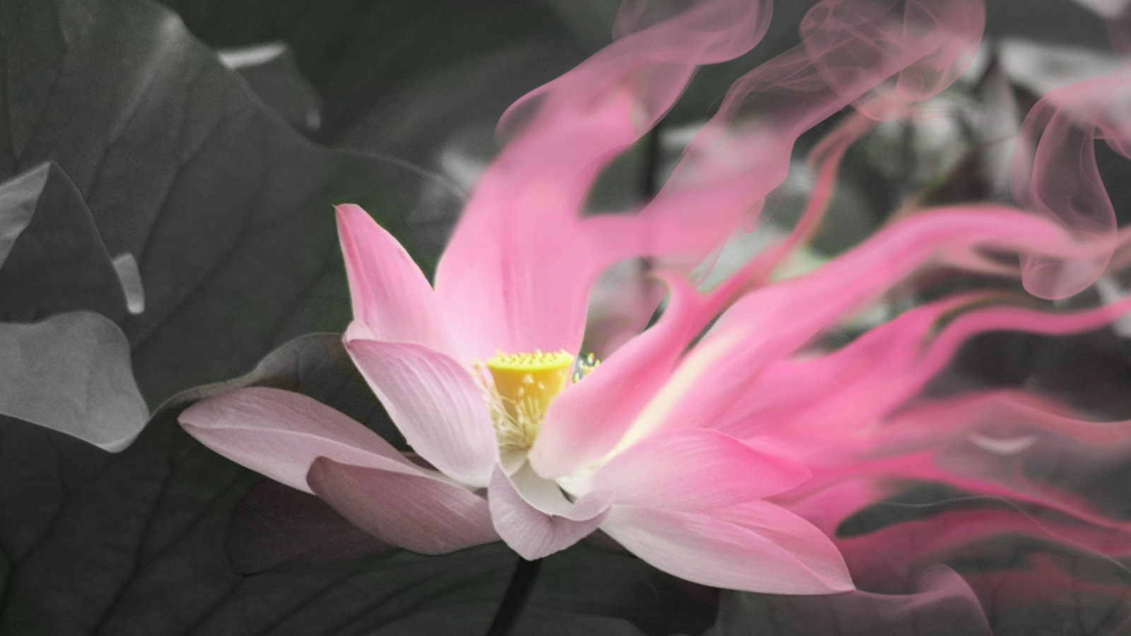 我的霸氣小室友