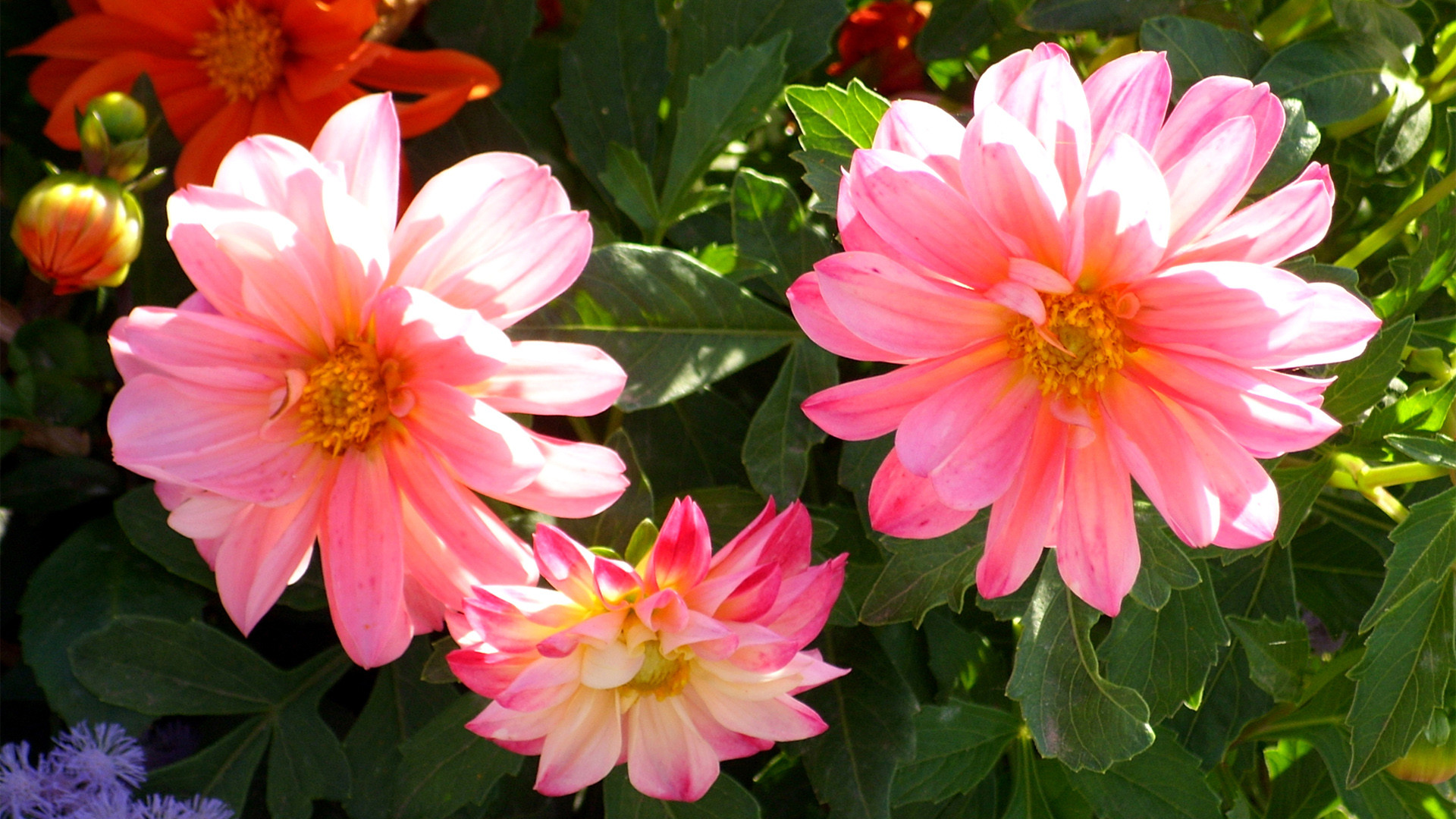 有關(guān)家庭的語(yǔ)句