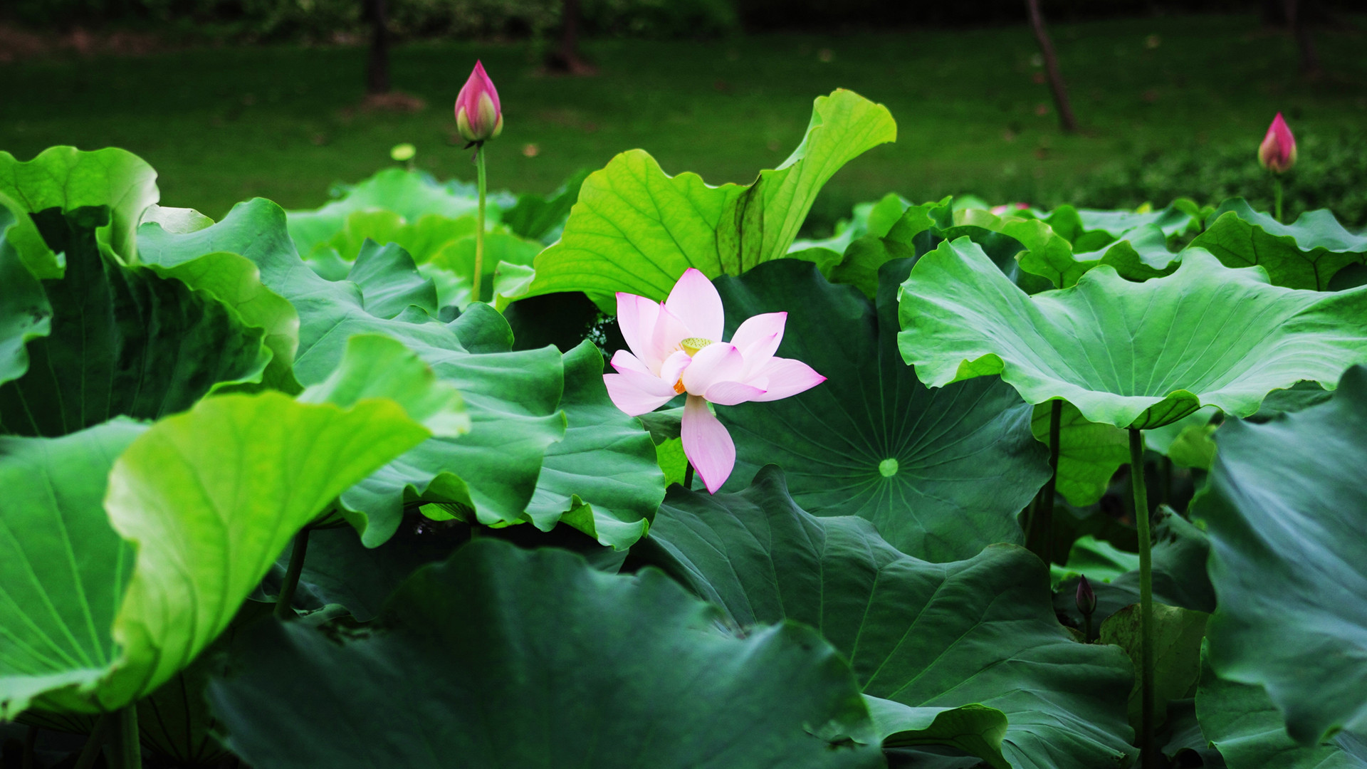 一本正經的沙雕文案
